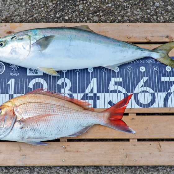 ✿ワラサ・マダイ✿