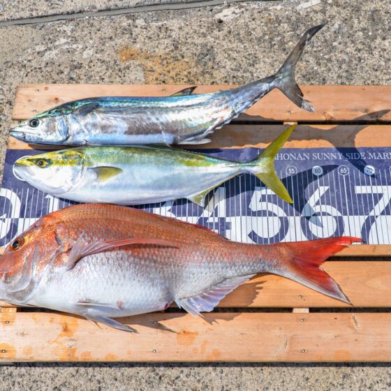 ✿マダイ・サワラ・イナダ✿