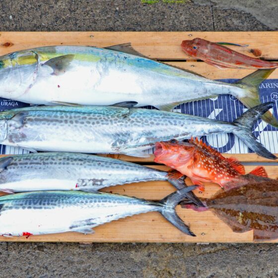 ✿ワラサ・サワラ・サゴシ・ホウボウ・ウッカリカサゴ・ムシガレイ✿