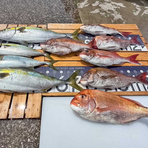 ✿マダイ・ワラサ・イナダ✿