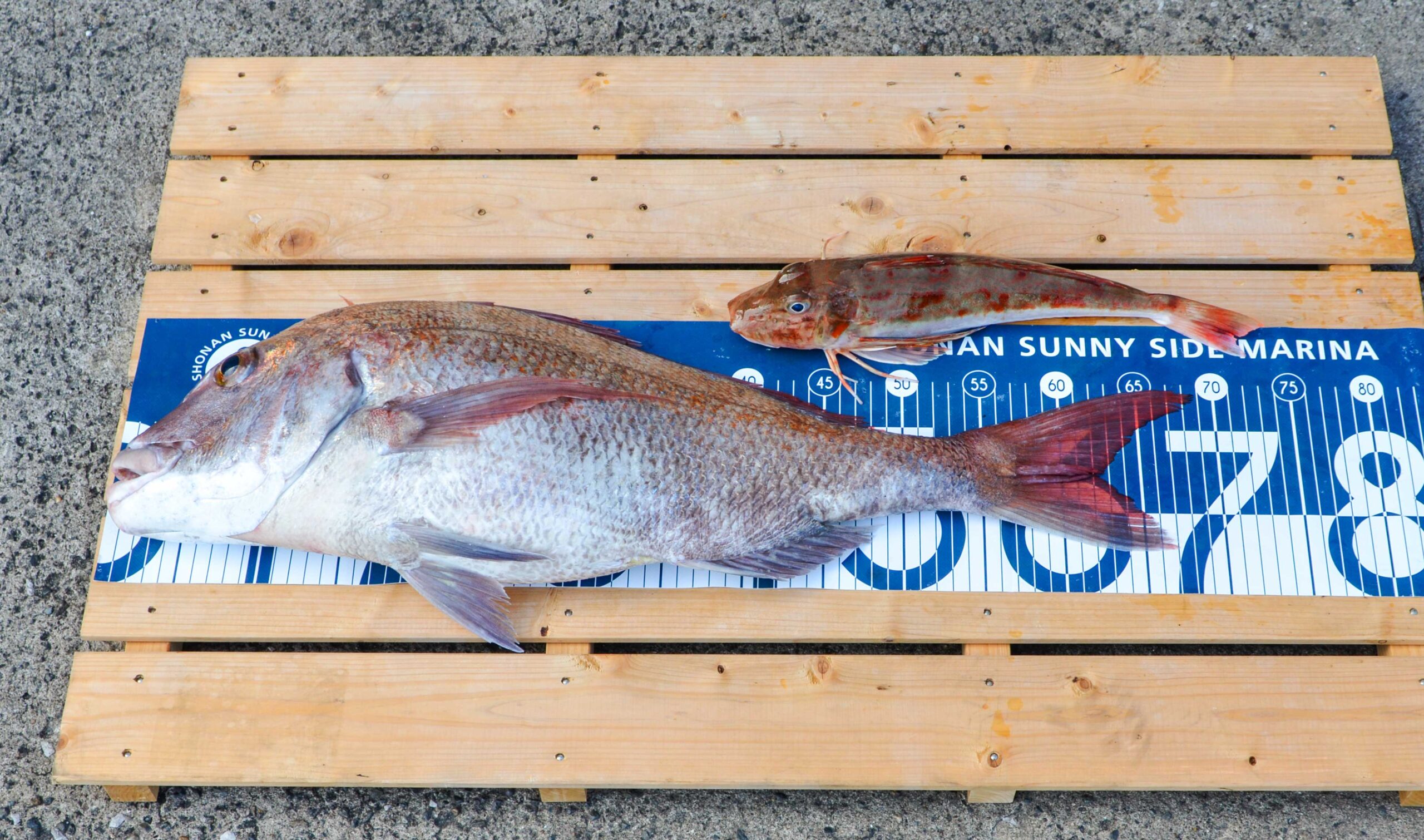 ✿マダイ・ホウボウ✿